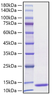 Recombinant Human CCL3/MIP-1 alpha Protein