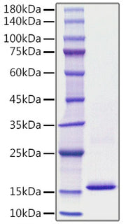 Recombinant Human S100-A8 Protein