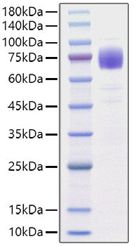 Recombinant Human IL-10RA/CD210 Protein