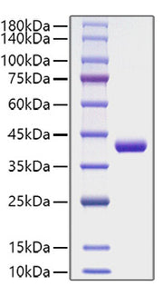 Recombinant Human CCL4/MIP-1β Protein