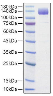 Recombinant Rat VEGFR-2/KDR/CD309 Protein