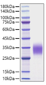 Recombinant Rat IL-9 Protein
