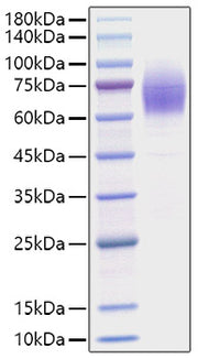 Recombinant Mouse Thrombopoietin/THPO Protein