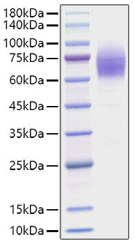 Recombinant Mouse Thrombopoietin/THPO Protein