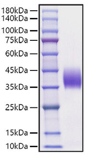 Recombinant Mouse B7-DC/PD-L2/CD273 Protein