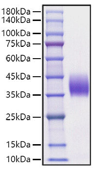 Recombinant Mouse B7-DC/PD-L2/CD273 Protein