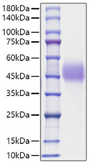 Recombinant Mouse TFPI Protein