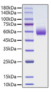 Recombinant Rat CD47 Protein