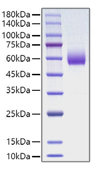 Recombinant Rat CD47 Protein