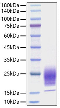 Recombinant Mouse IL-5 Protein