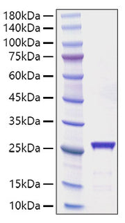 Recombinant Rat CNTF Protein