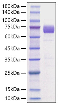 Recombinant Mouse B7-H3/CD276 Protein