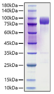 Recombinant Rat DAF/CD55 Protein