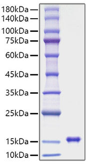 Recombinant Rat Leptin/LEP Protein