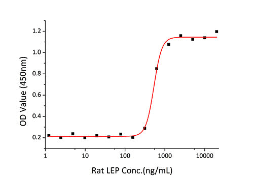 Recombinant Rat Leptin/LEP Protein