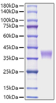 Recombinant Mouse LILRB4/ILT-3/CD85k Protein