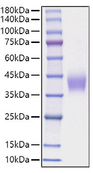 Recombinant Mouse B7-H3/CD276 Protein