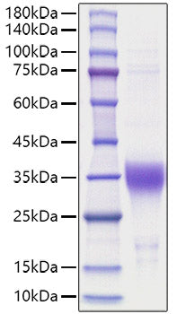 Recombinant Human Erythropoietin/EPO Protein
