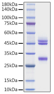 Recombinant Mouse IL-12/IL-12A&IL-12B Protein