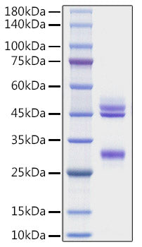 Recombinant Mouse IL-12/IL-12A&IL-12B Protein