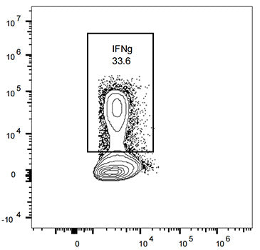 Recombinant Mouse IL-12/IL-12A&IL-12B Protein