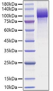 Recombinant Human Amyloid-beta precursor protein/APP (1-687) Protein