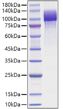 Recombinant Human Amyloid-beta precursor protein/APP (1-687) Protein