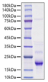 Recombinant Human IL-4 Protein