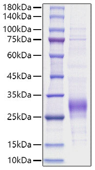 Recombinant Human IL-7 Protein