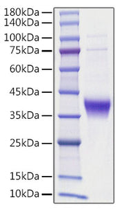 Recombinant human Ephrin-A3/EFNA3 Protein