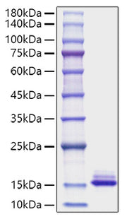 Recombinant Mouse CCL6 Protein