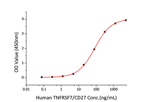 Recombinant Human TNFSF7/CD27 Ligand/CD70 Protein