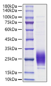 Recombinant Rat IL-7 Protein