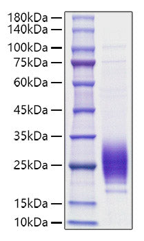 Recombinant Rat IL-7 Protein