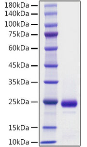 Recombinant Mouse IFN-alpha 2 Protein