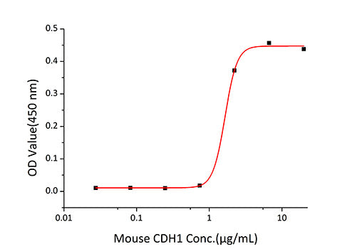 Recombinant Mouse E-Cadherin/CDH1/CD324 Protein