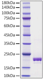 Recombinant Human TNFSF5/CD40 ligand/CD154 Protein