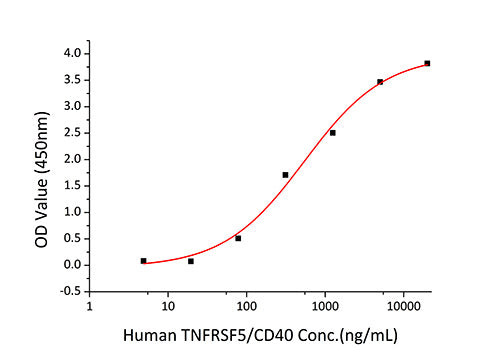 Recombinant Human TNFSF5/CD40 ligand/CD154 Protein