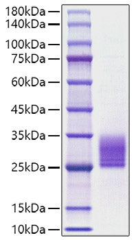 Recombinant Rat IL-6 Protein