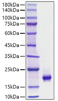 Recombinant Mouse PDGF-BB Protein