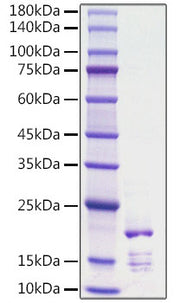 Recombinant Rat FGF-2/bFGF Protein