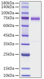 Recombinant human Olfactomedin-4/OLFM4 Protein