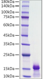 Recombinant Human PDGF-BB Protein