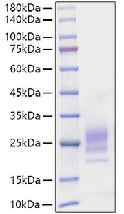 Recombinant Mouse IL-7 Protein