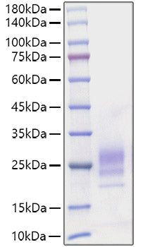 Recombinant Mouse IL-7 Protein