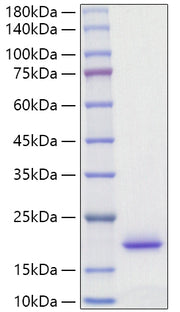 Recombinant Rat IL-2 Protein