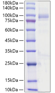 Recombinant Human Angiopoietin-4/ANG-4/ANGPT4(23-503) Protein