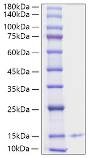 Recombinant Human CXCL4/PF-4 Protein