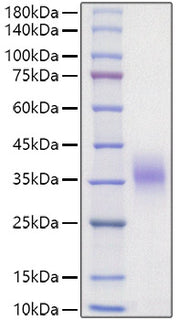 Recombinant Mouse Erythropoietin/EPO Protein