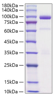 Recombinant Rat Hepatocyte growth factor/HGF Protein